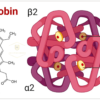 HEMOGLOBIN