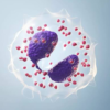 eosinophils