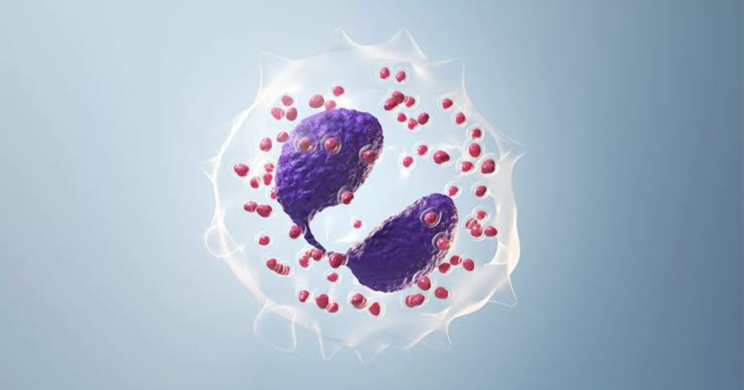 eosinophils