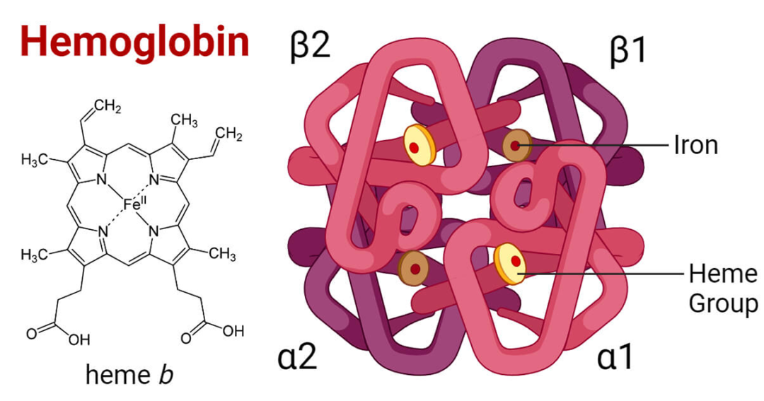 Hemoglobin Structure, functions and synthesis